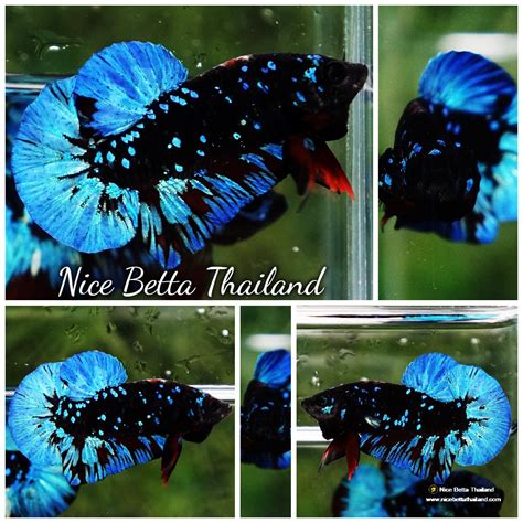 avatar betta fish price|Betta Fish Contests .